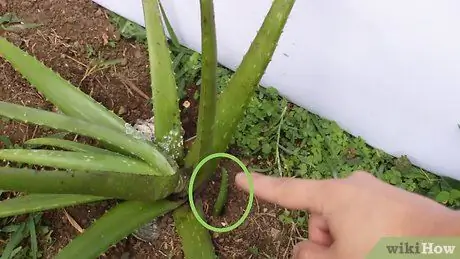 Aloe Vera o'simlik 15 -qadam