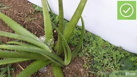 Plantez l'Aloe Vera Étape 16