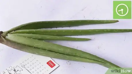 Rostlina Aloe Vera Krok 19