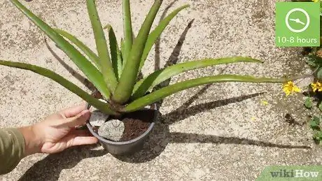 Plantera Aloe Vera Steg 2