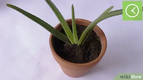 Plant Aloe Vera Stap 22