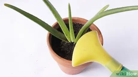 Aloe Veran istuttaminen Vaihe 23