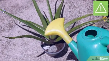 Plant Aloe Vera Step 8