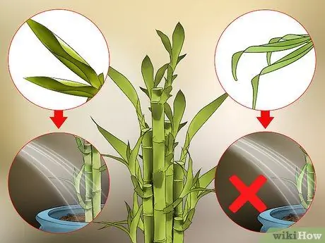 Chăm sóc cây tre trong nhà Bước 12