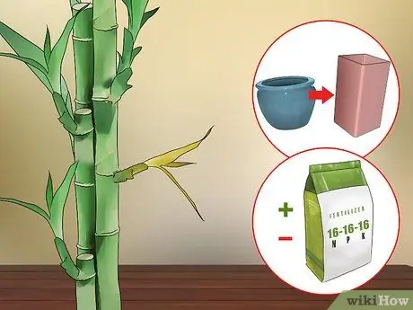 Care for an Indoor Bamboo Plant Step 13