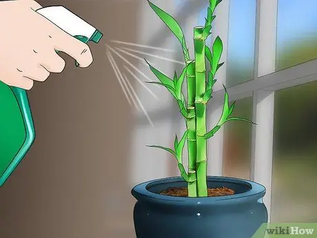 Care for an Indoor Bamboo Plant Step 14