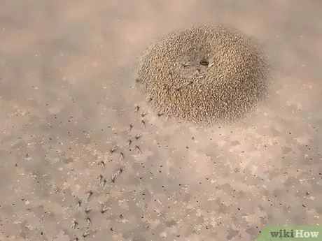 Mata les formigues voladores Pas 7