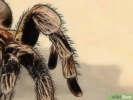 Identificar los sacos de huevos de araña Paso 10