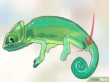 Sabihin kung ang isang Chameleon Ay Lalaki o Babae Hakbang 1