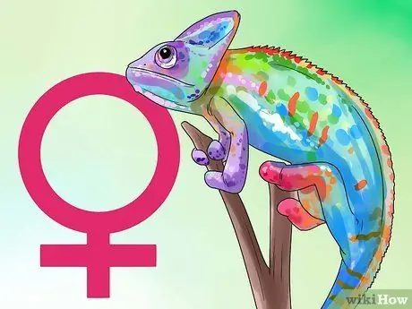 Dites si un caméléon est un homme ou une femme Étape 2