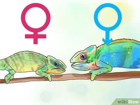 Dites si un caméléon est un homme ou une femme Étape 3