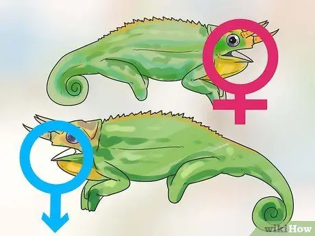 Tell if a Chameleon Is Male or Female Step 7