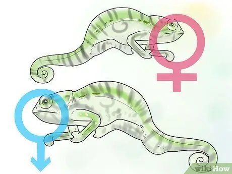 Dites si un caméléon est un homme ou une femme Étape 8