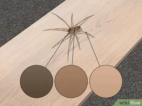 Identificați un Recluse Brown Pasul 1