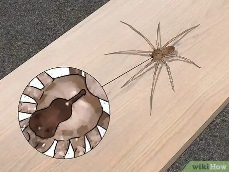 Identify a Brown Recluse Step 2