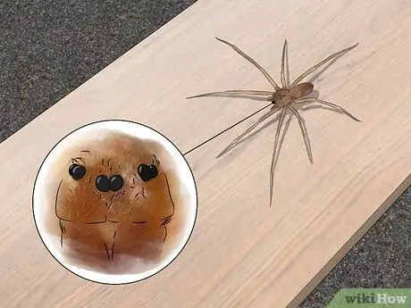 Προσδιορίστε ένα Brown Recluse Βήμα 3