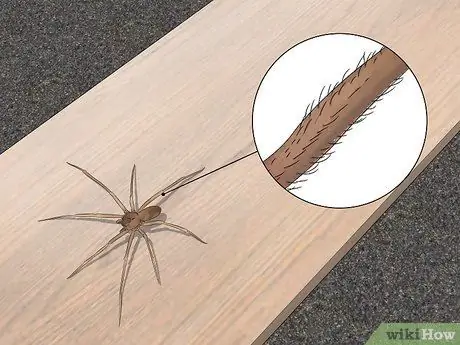 Identify a Brown Recluse Step 4