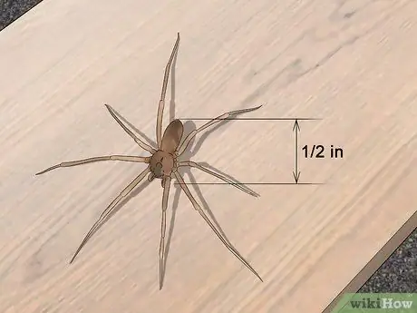 Προσδιορίστε ένα Brown Recluse Βήμα 5