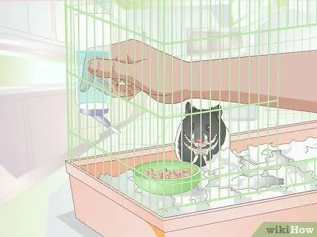 Keep Your Hamster Comfortable When It is Sick or Dying Step 6