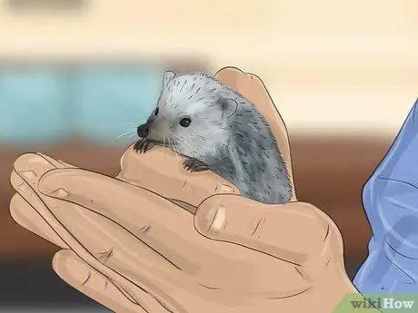 Tame a Hedgehog Step 1