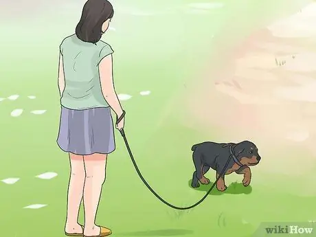 Pangangalaga para sa isang Rottweiler Puppy Hakbang 10