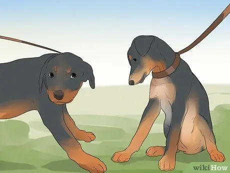 Pangangalaga sa isang Rottweiler Puppy Hakbang 14