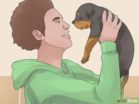 Pangangalaga para sa isang Rottweiler Puppy Hakbang 3