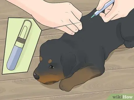 Pangangalaga para sa isang Rottweiler Puppy Hakbang 5