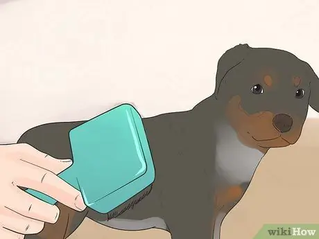 Pangangalaga para sa isang Rottweiler Puppy Hakbang 7