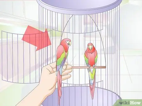 Introduce Two Birds to Each Other Step 14