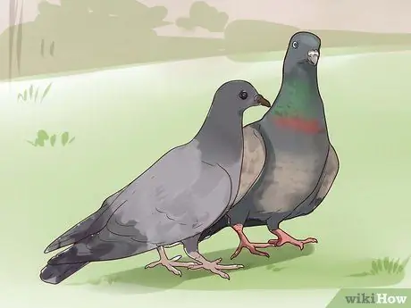 Khaws Ib Leeg Pigeon Kauj Ruam 9