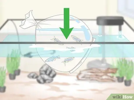 Take Care of Your Fish Step 13