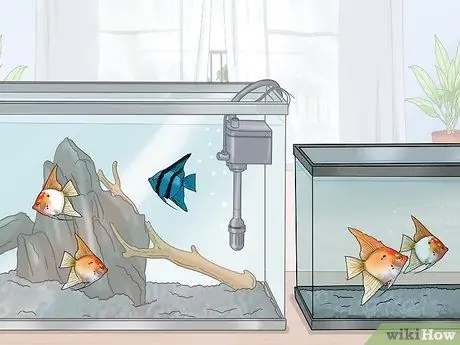 Breed Angelfish Step 10