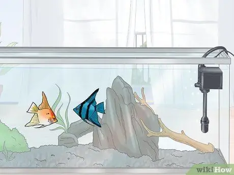 नस्ल Angelfish चरण 6