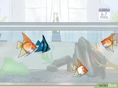 Breed Angelfish Step 9