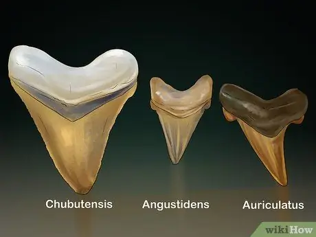 Haaientanden identificeren Stap 11