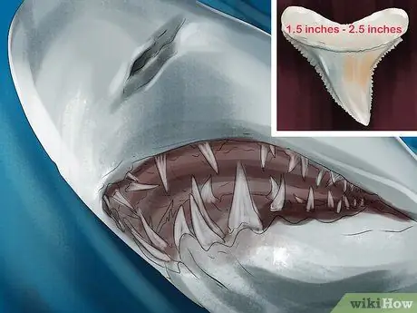 Identifier les dents de requin Étape 5