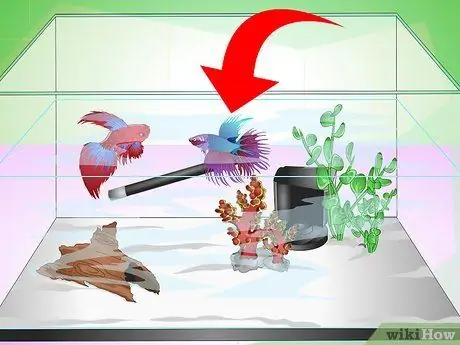 Mutlu Betta Fish Adım 15