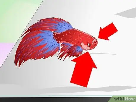 Avoir un poisson Betta heureux Étape 3