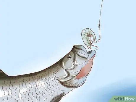 Hacer cebo para peces sin gusanos Paso 11