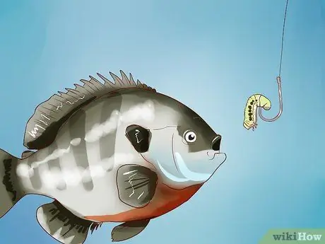 Hacer cebo para peces sin gusanos Paso 15