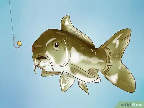 Hacer cebo para peces sin gusanos Paso 17