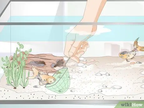 Lower Ammonia Levels in a Fish Tank if They Are Not Very High Step 2