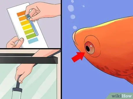 Спасение умирающей рыбки Betta Step 10