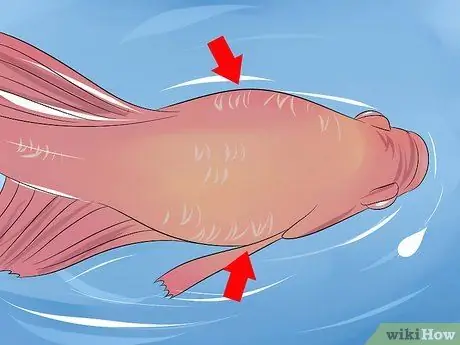 Спасение умирающей рыбки Betta Step 11