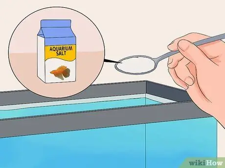 Save a Dying Betta Fish Step 19