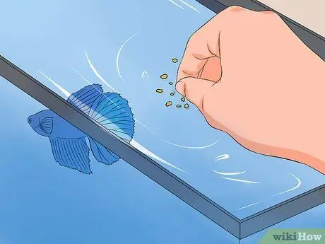 Спасение умирающей рыбки Betta Step 3