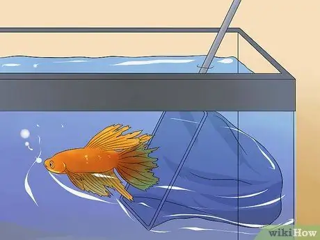 Спасение умирающей рыбки Betta Step 4