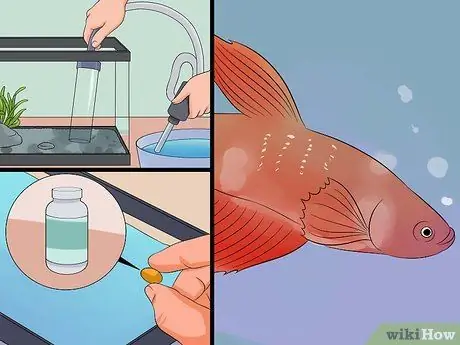 Спасите умирающую рыбку Betta Step 5