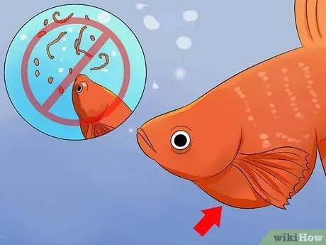 Спасение умирающей рыбки Betta Step 7